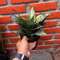 2589. Sansevieria Marga Variegated size 20 cm - Image 2