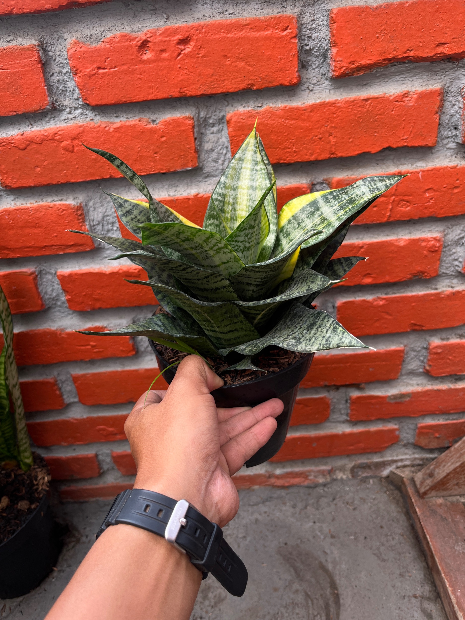 2589. Sansevieria Marga Variegated size 20 cm - Image 2