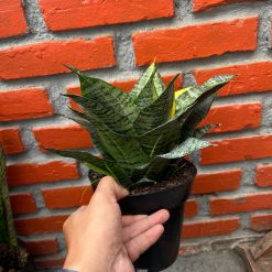 2589. Sansevieria Marga Variegated size 20 cm - Image 3