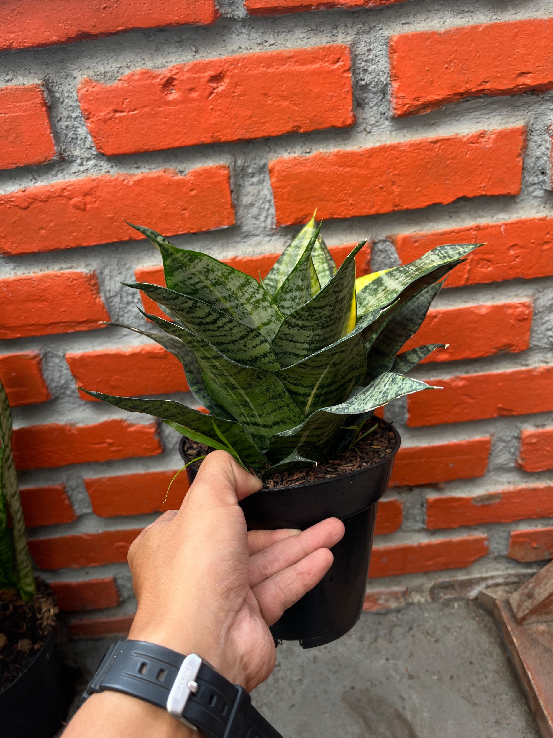 2589. Sansevieria Marga Variegated size 20 cm - Image 3