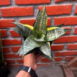 2589. Sansevieria Marga Variegated size 20 cm - Image 4