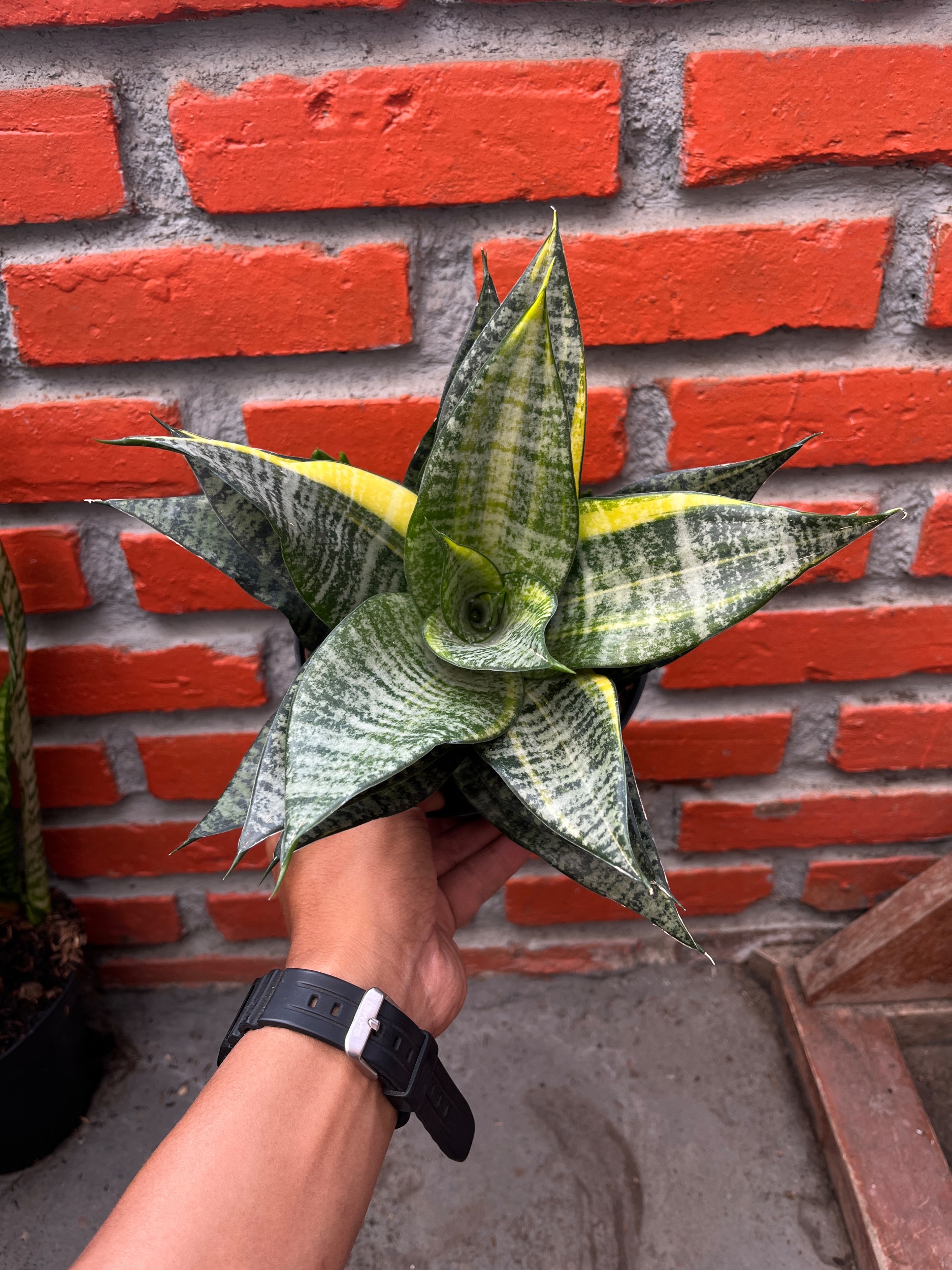 2589. Sansevieria Marga Variegated size 20 cm - Image 4