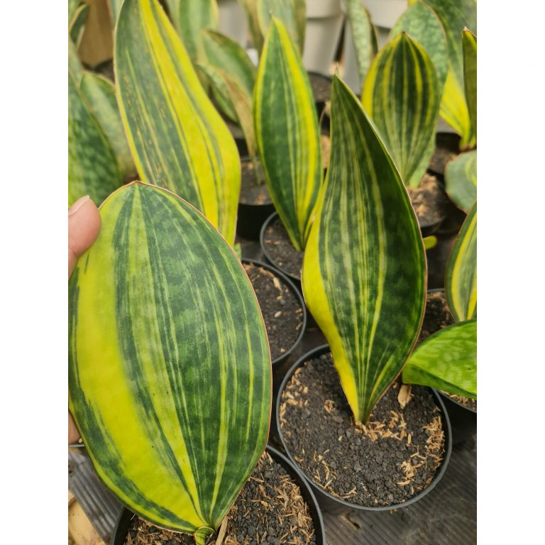 2534. Sansevieria Masoniana Yellow 10pcs