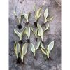 2503. Sansevieria Moonshine Splash 12pcs