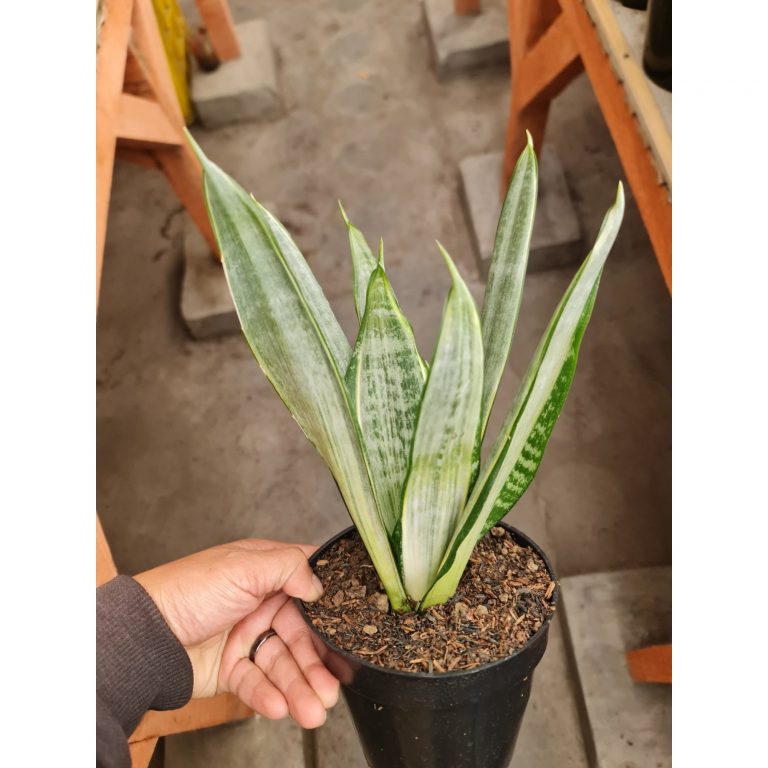 2586. Sansevieria Morgenstern 10 Pcs