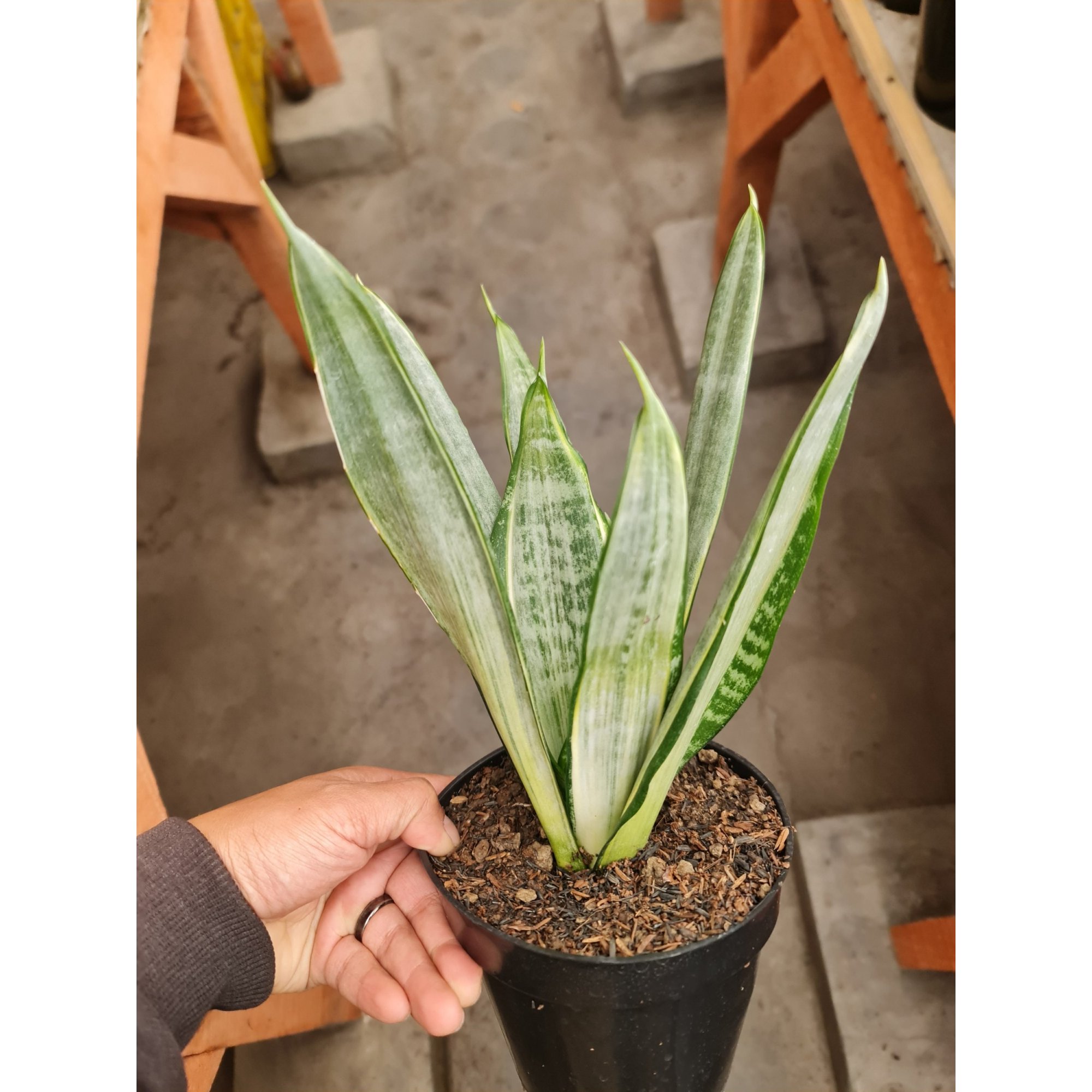 2586. Sansevieria Morgenstern 10 Pcs