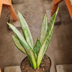 2586. Sansevieria Morgenstern 10 Pcs - Image 2