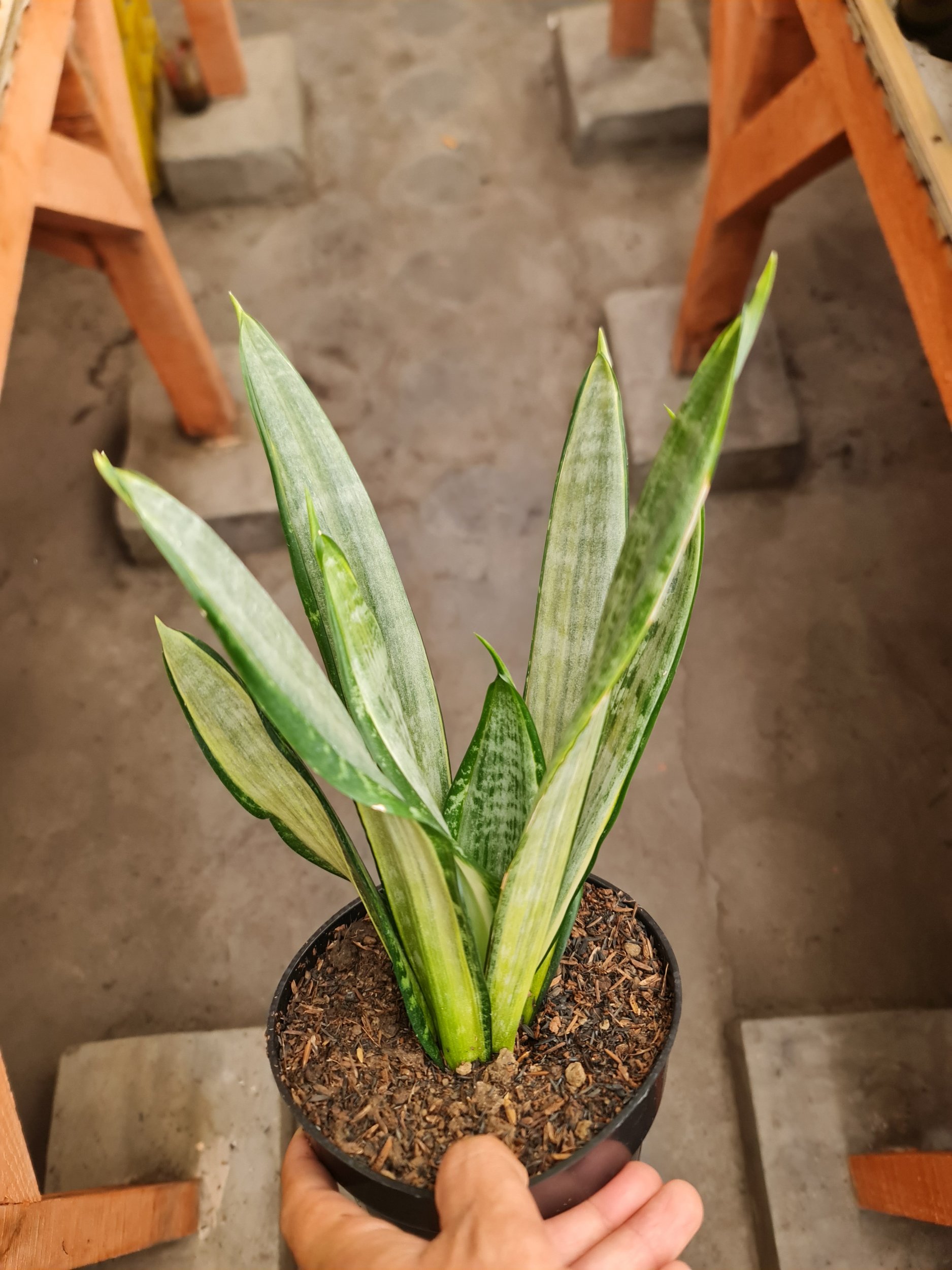 2586. Sansevieria Morgenstern 10 Pcs - Image 2