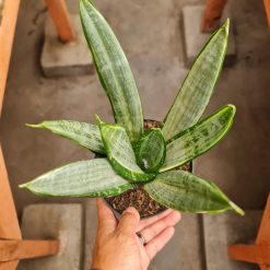 2586. Sansevieria Morgenstern 10 Pcs - Image 3