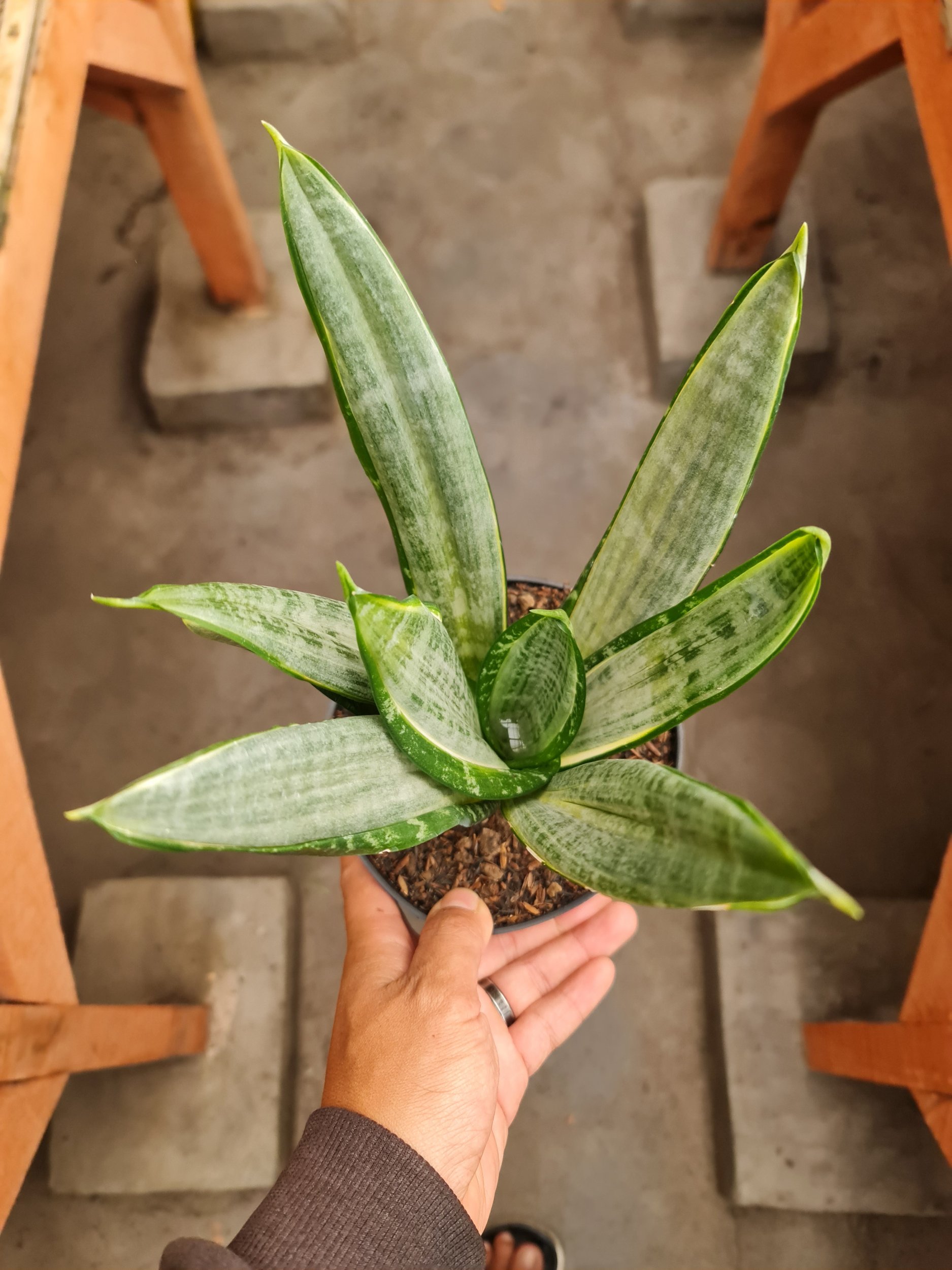 2586. Sansevieria Morgenstern 10 Pcs - Image 3