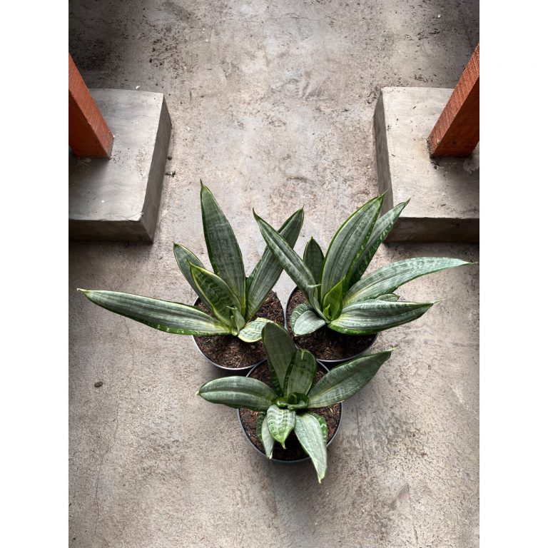2570. Sansevieria Morgenstern 3pcs