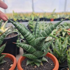 2504. Sansevieria New Hybrid Original Seeds - Image 2