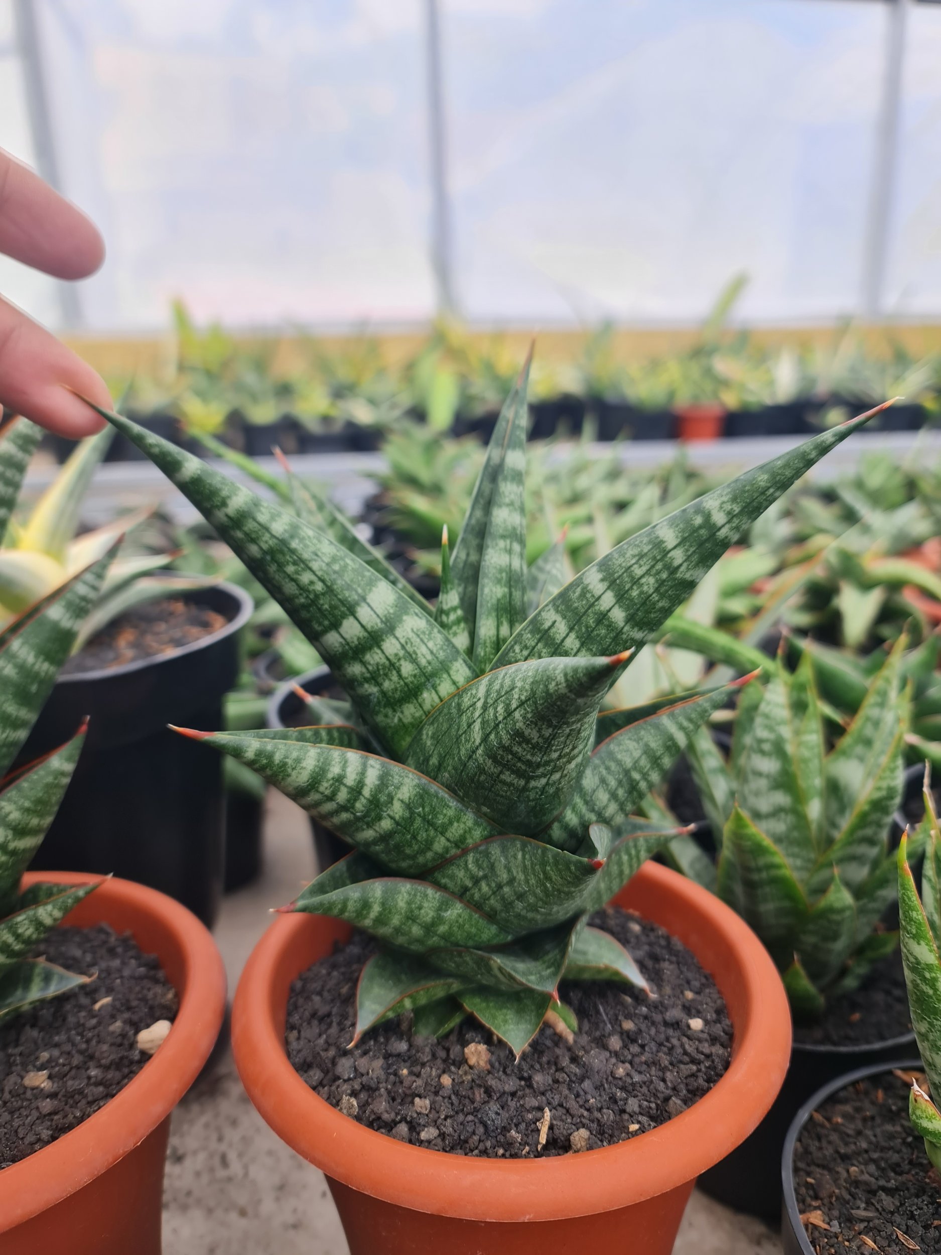 2504. Sansevieria New Hybrid Original Seeds - Image 2
