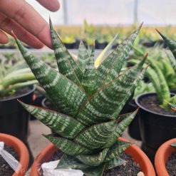 2504. Sansevieria New Hybrid Original Seeds - Image 3