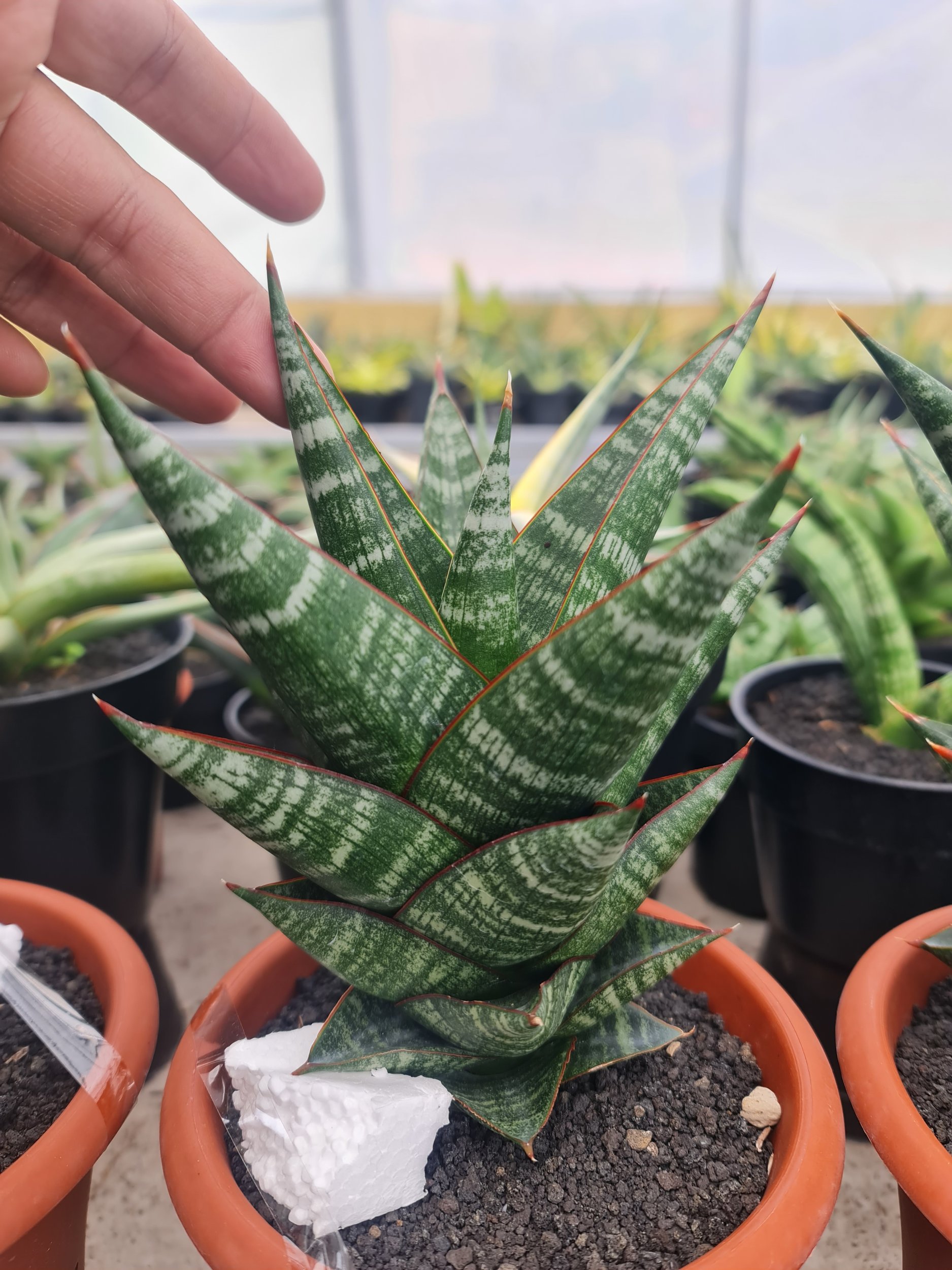 2504. Sansevieria New Hybrid Original Seeds - Image 3