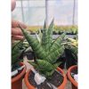 2504. Sansevieria New Hybrid Original Seeds
