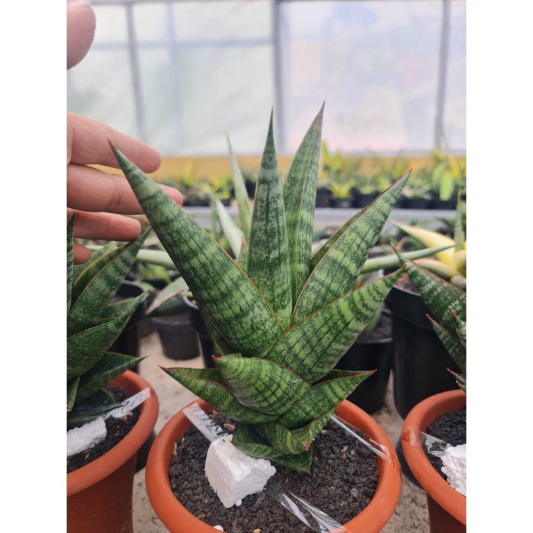 2504. Sansevieria New Hybrid Original Seeds