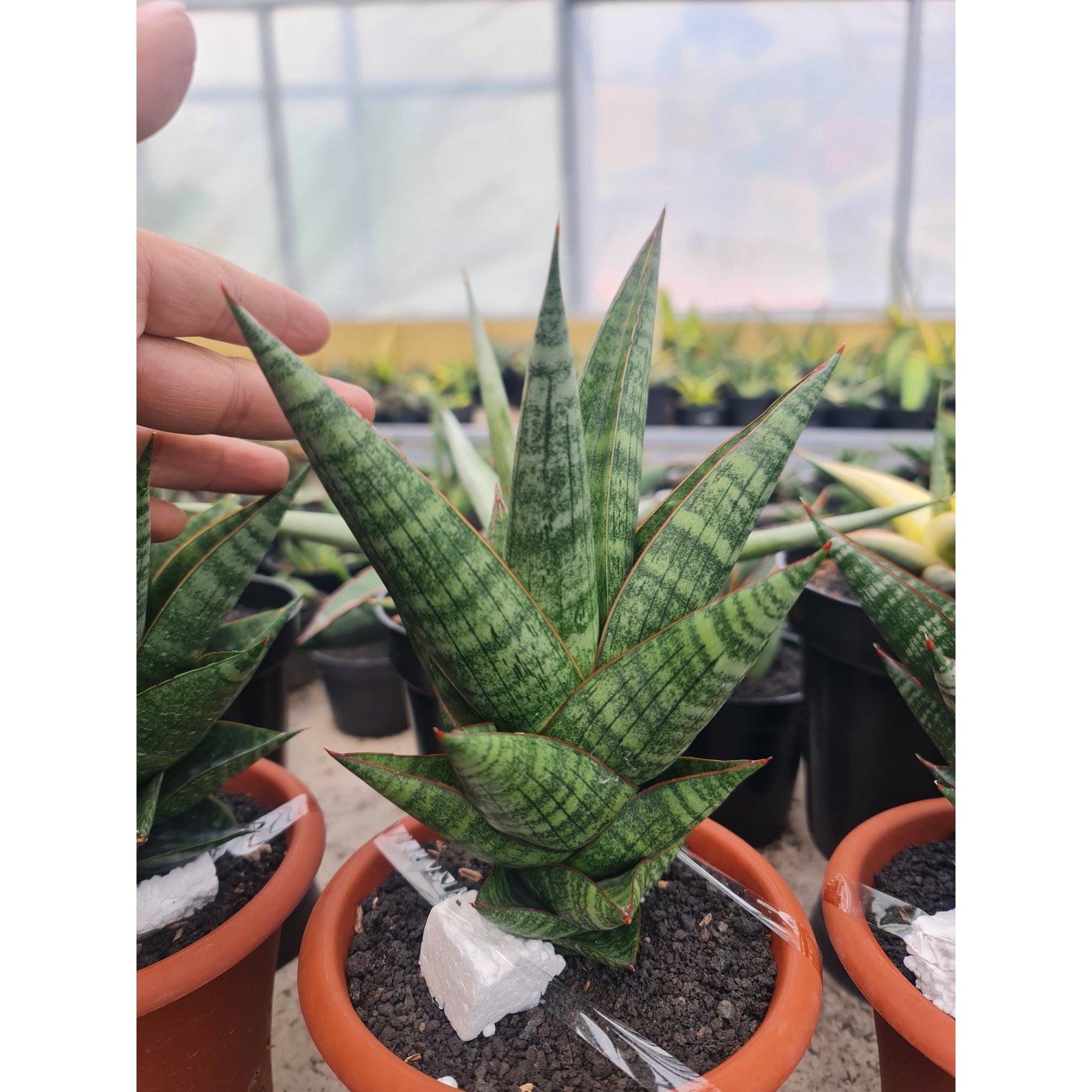 2504. Sansevieria New Hybrid Original Seeds