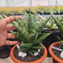2504. Sansevieria New Hybrid Original Seeds - Image 4