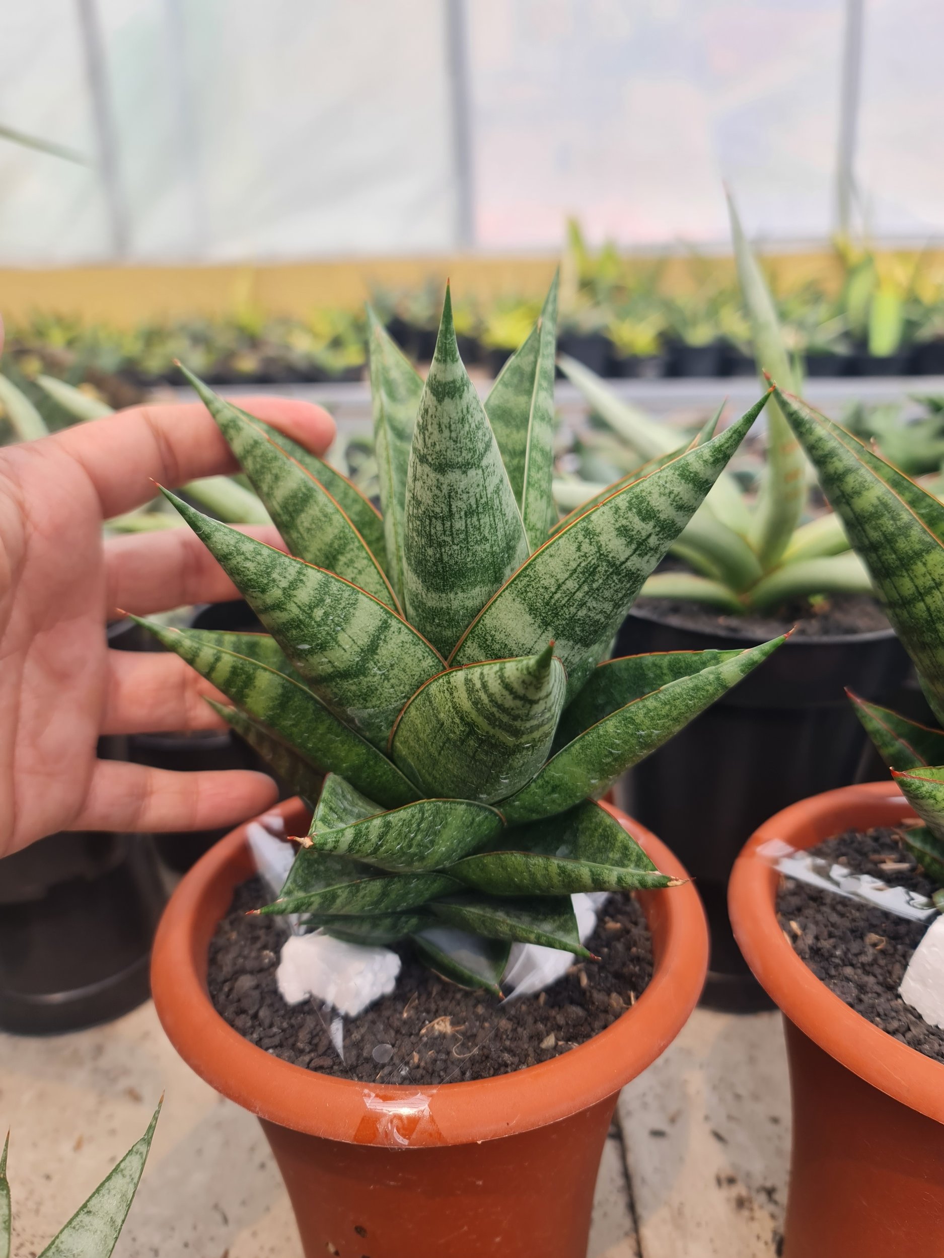 2504. Sansevieria New Hybrid Original Seeds - Image 4