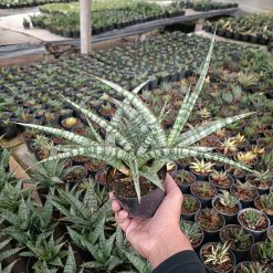 2567. Sansevieria Nogo Geni Cluster - Image 2