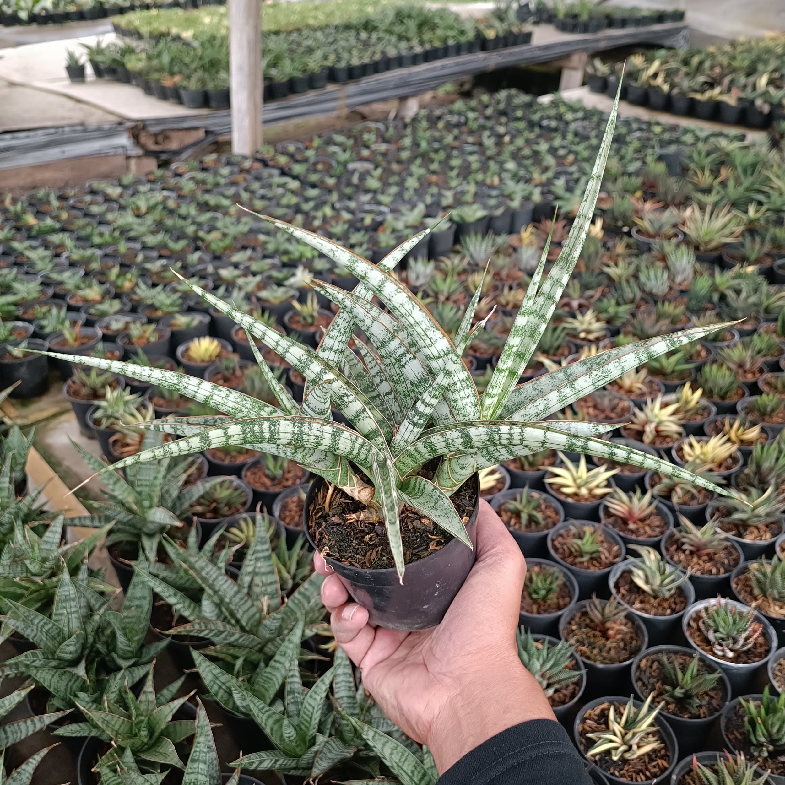 2567. Sansevieria Nogo Geni Cluster - Image 2