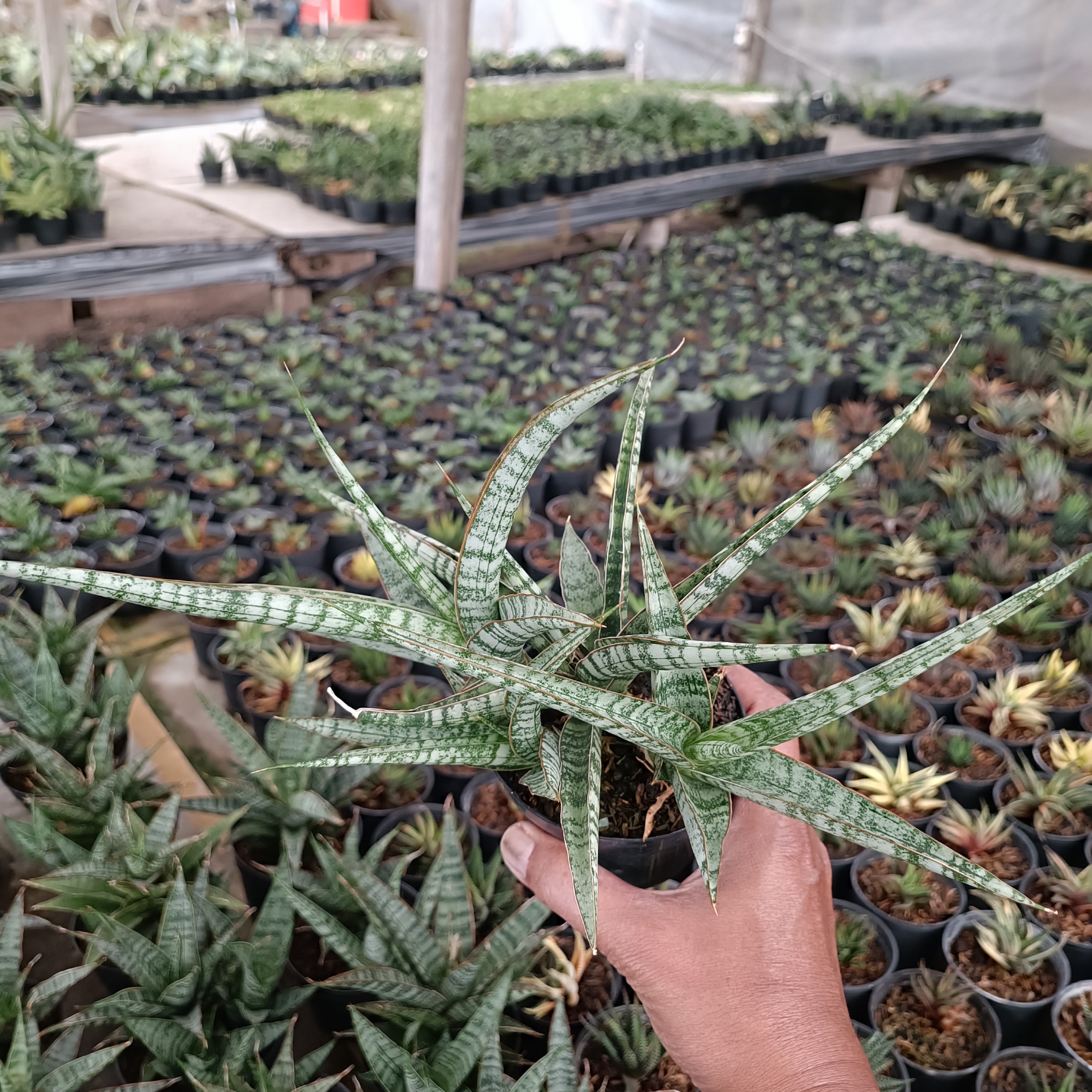 2567. Sansevieria Nogo Geni Cluster - Image 4