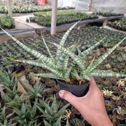 2567. Sansevieria Nogo Geni Cluster - Image 5