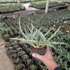 2567. Sansevieria Nogo Geni Cluster