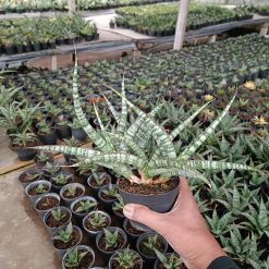 2567. Sansevieria Nogo Geni Cluster