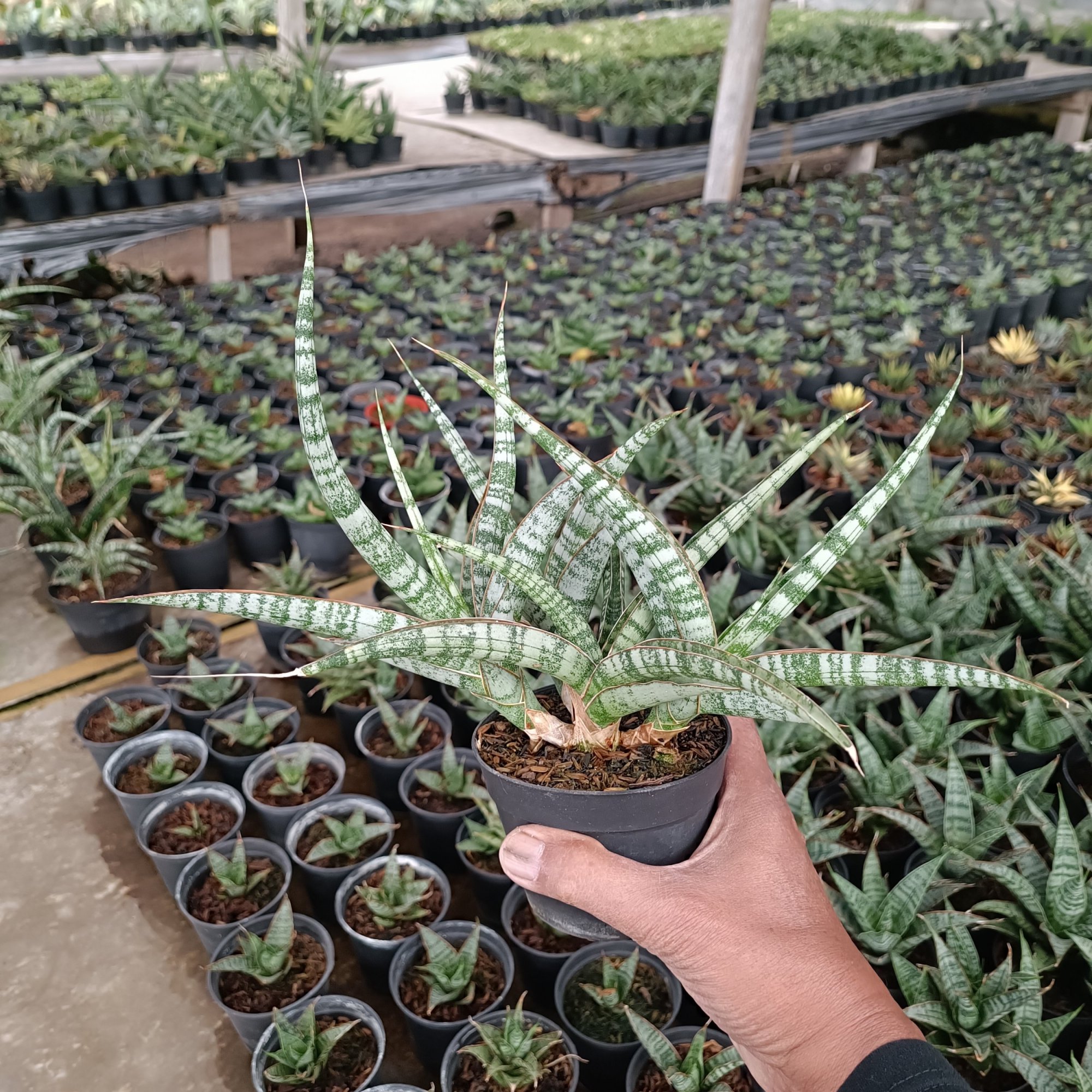2567. Sansevieria Nogo Geni Cluster
