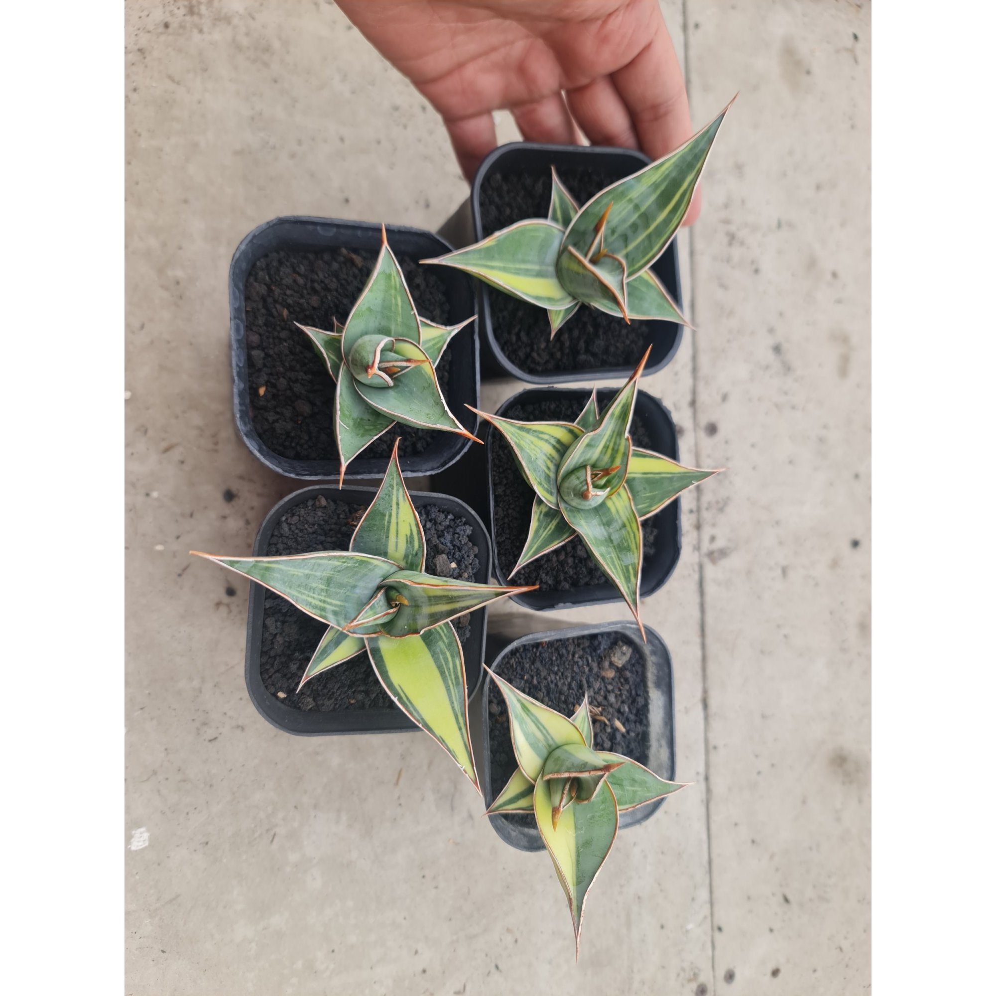 2500. Sansevieria Pinguiculata Variegated 5pcs Size 8cm