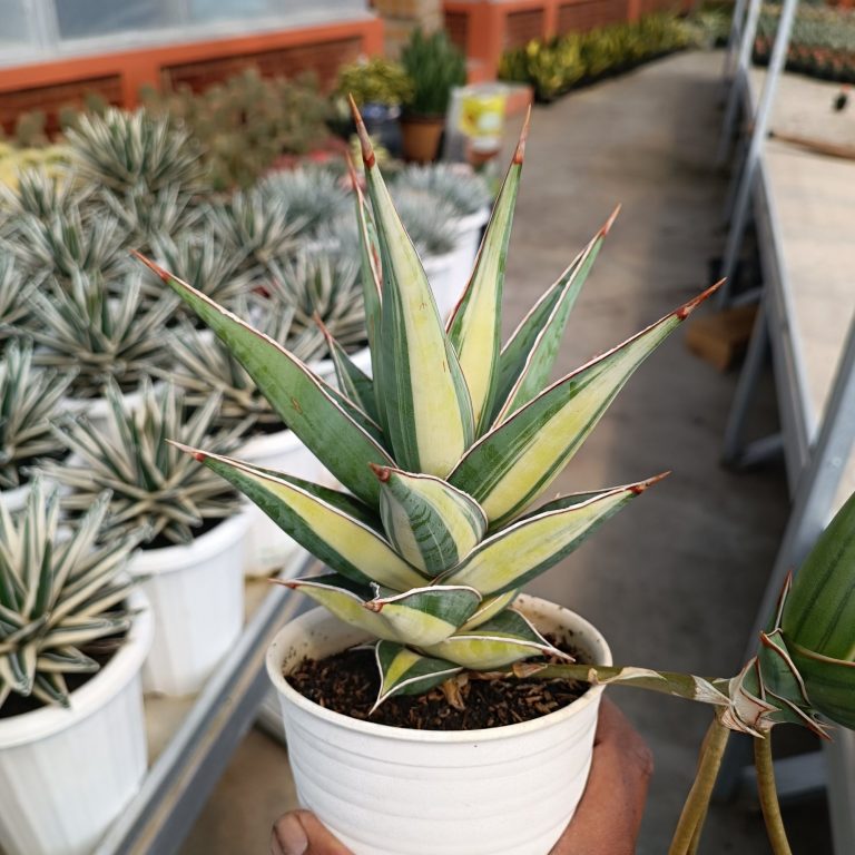 2554. Sansevieria Pinguin Disticha Variegated size 21 cm