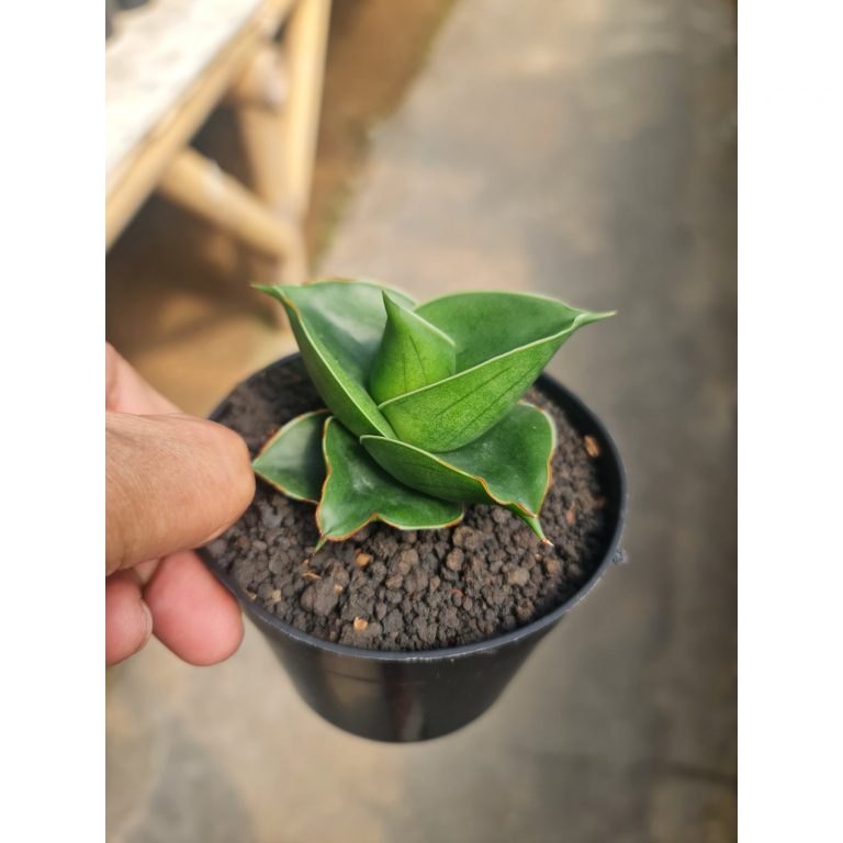 2475. Sansevieria Rdg