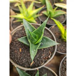2498. Sansevieria Renata Variegated Marginata
