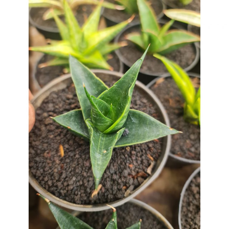 2498. Sansevieria Renata Variegated Marginata