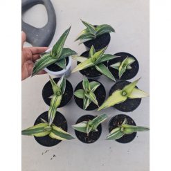 2502. Sansevieria Robusta White 10pcs Size 10cm