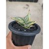 2492. Sansevieria Rorida White Embos