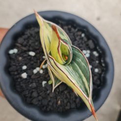 2492. Sansevieria Rorida White Embos - Image 2