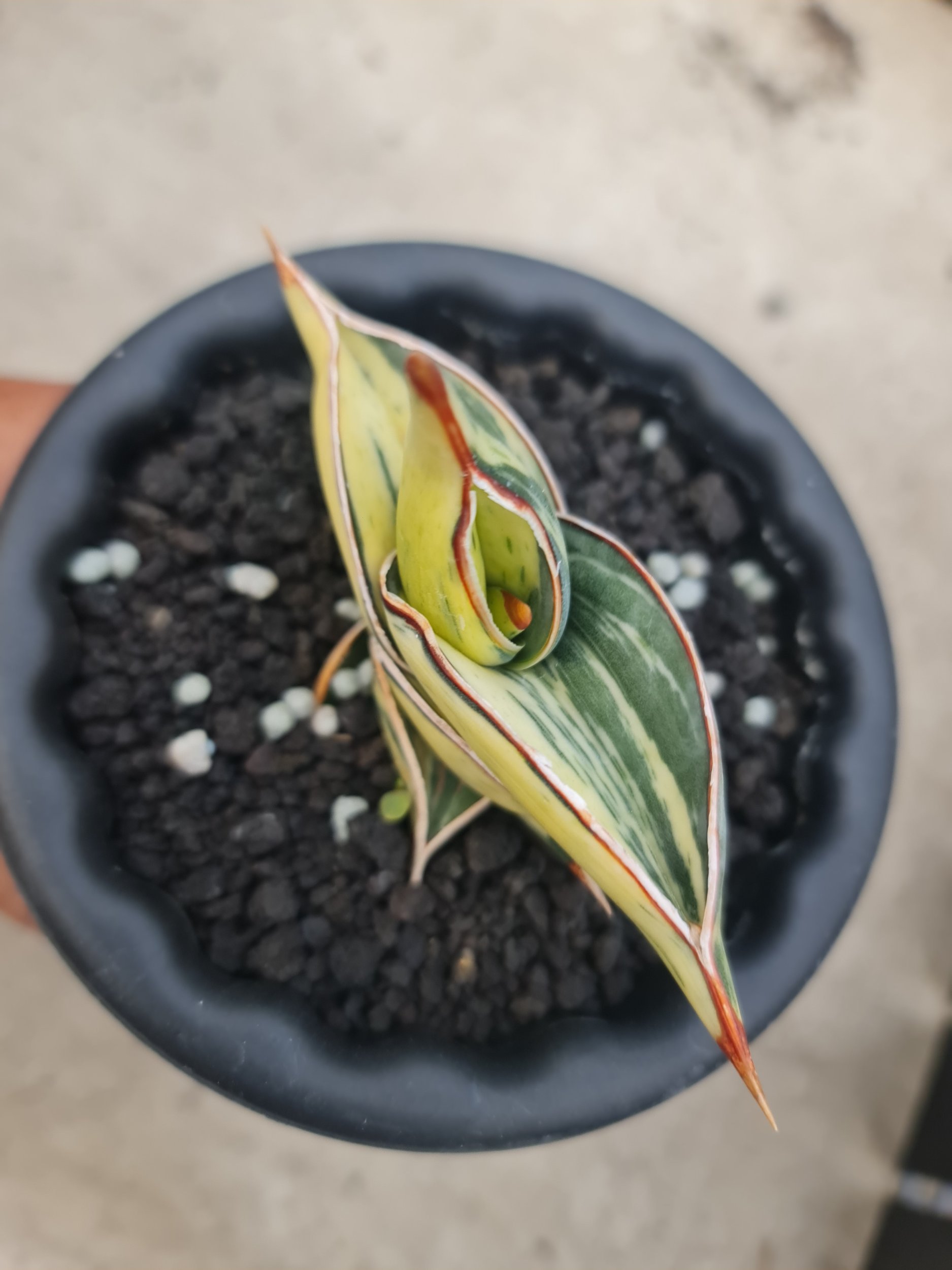 2492. Sansevieria Rorida White Embos - Image 2