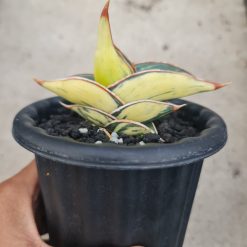 2492. Sansevieria Rorida White Embos - Image 3