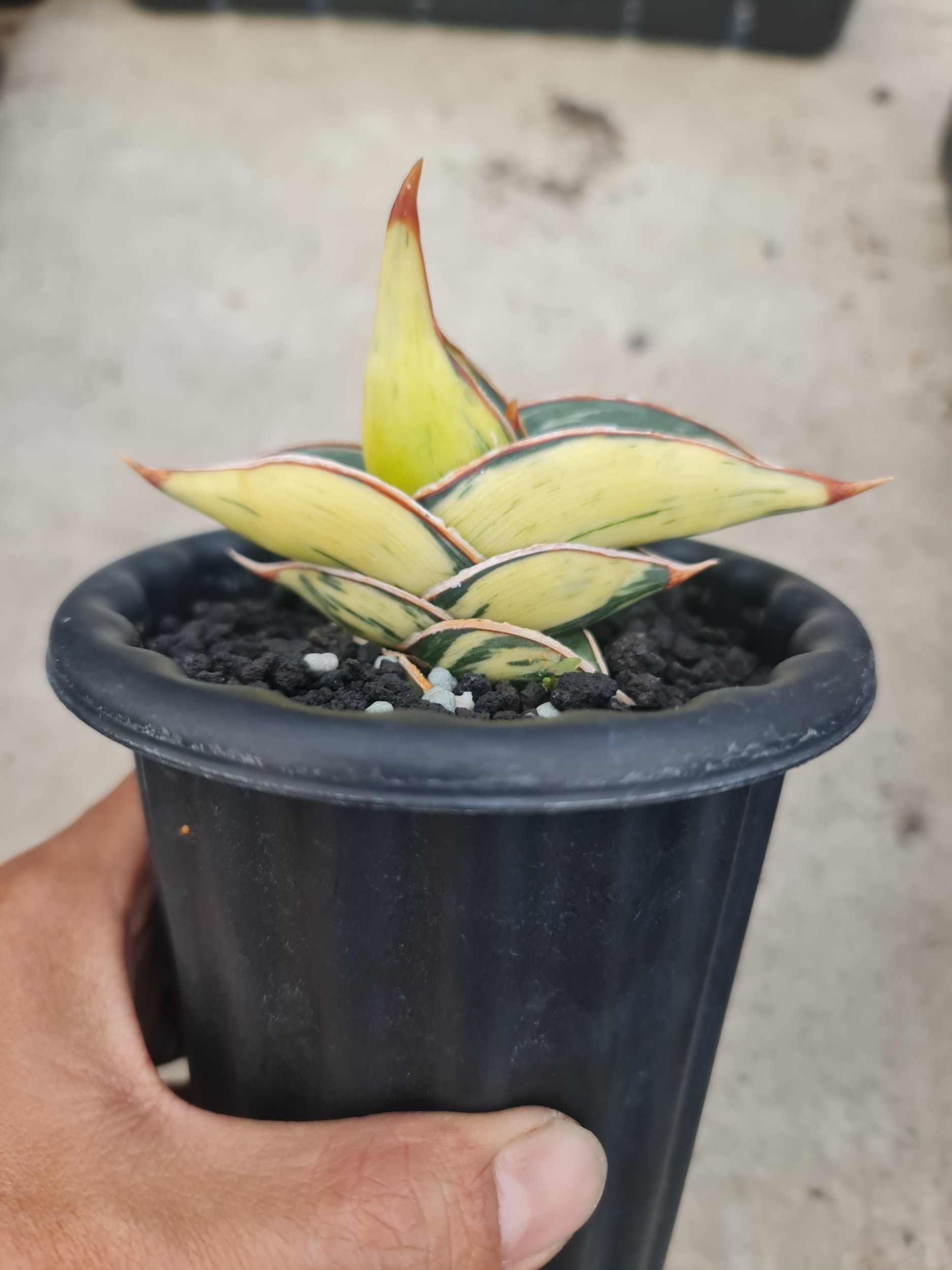 2492. Sansevieria Rorida White Embos - Image 3