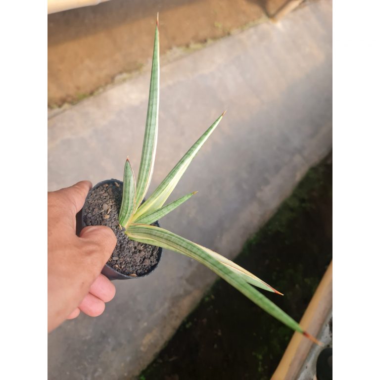 2477. Sansevieria Royal Crown White Medium Size