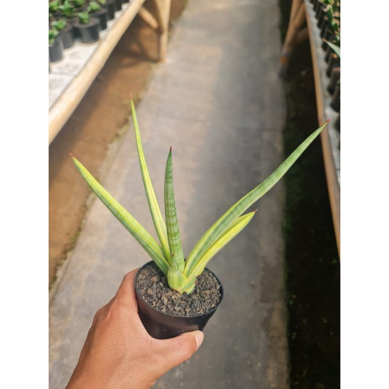 2476. Sansevieria Royalcrown Yellow Medium Size