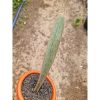 2506. Sansevieria Superpink Embos White