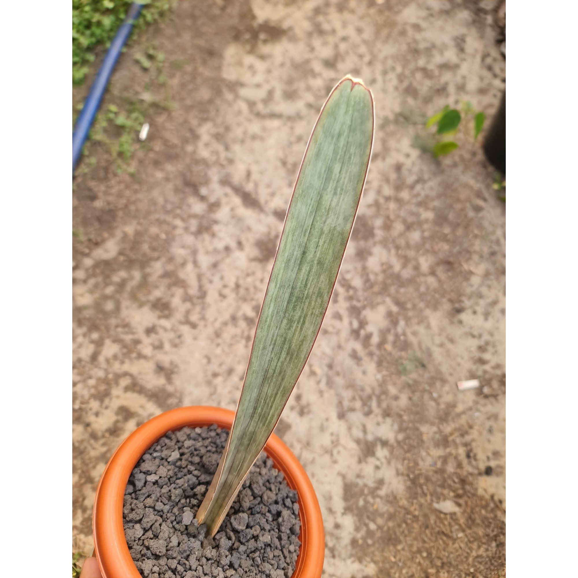2506. Sansevieria Superpink Embos White