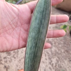 2506. Sansevieria Superpink Embos White - Image 2