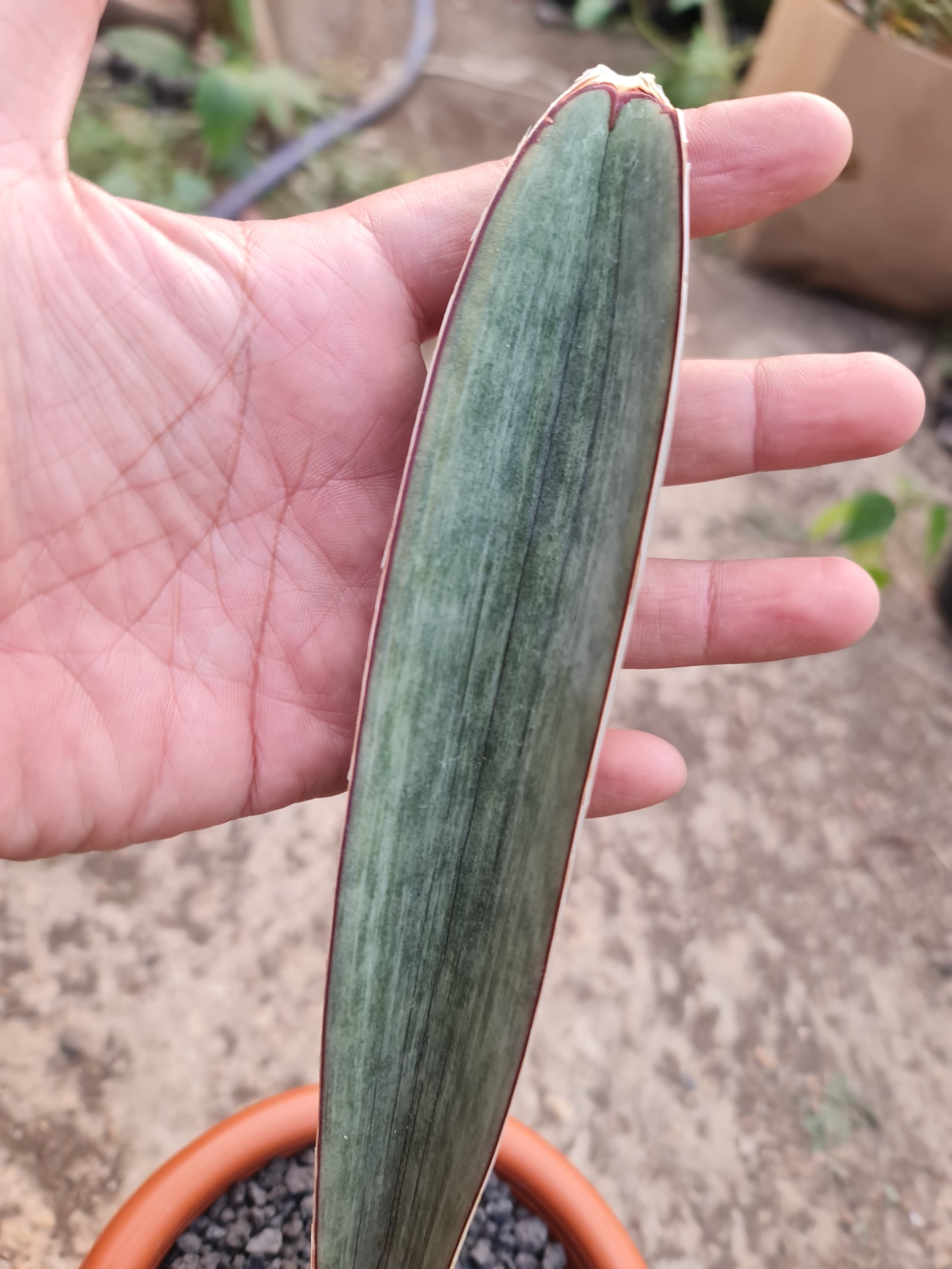 2506. Sansevieria Superpink Embos White - Image 2