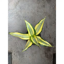 2594. Sansevieria Tf Futura Henderica