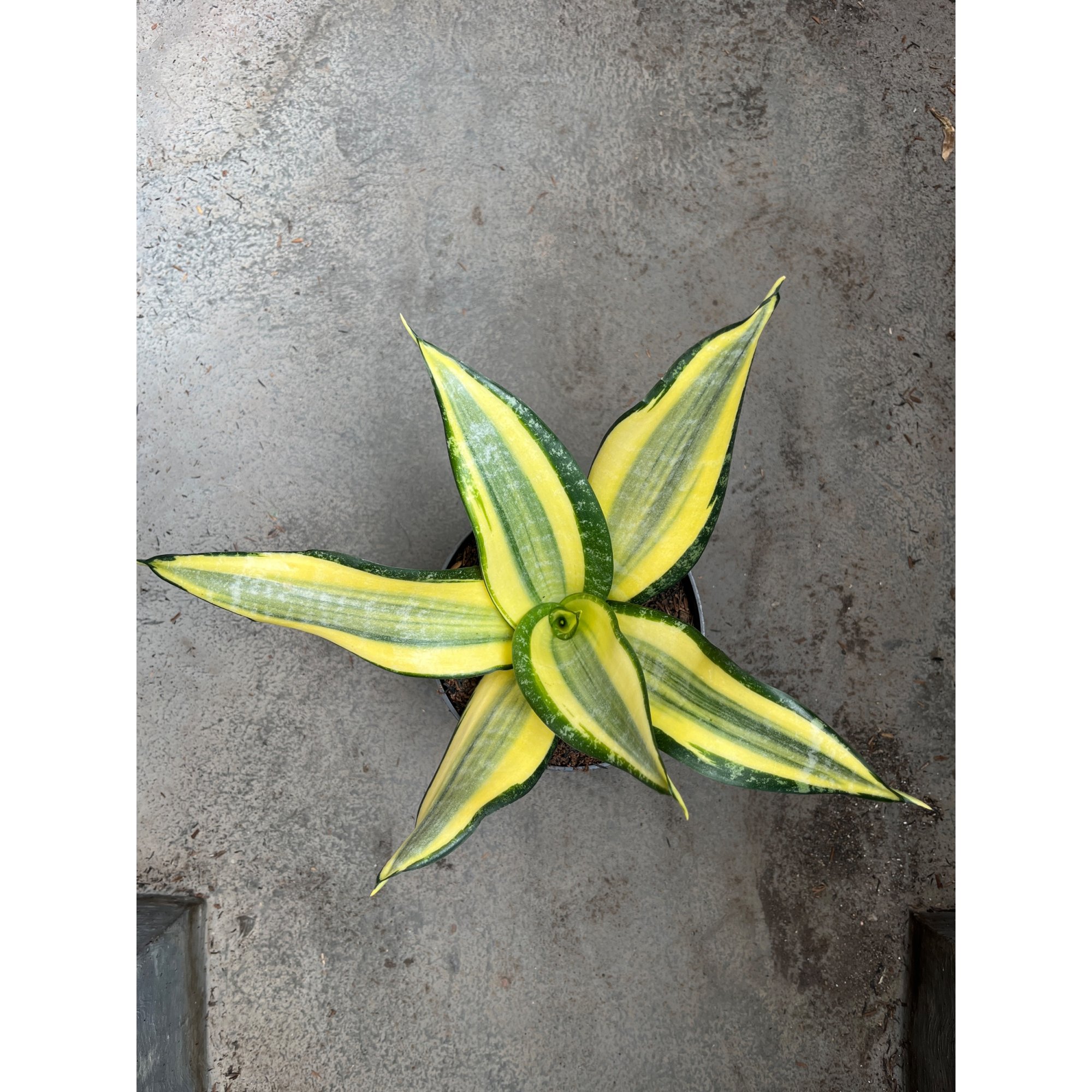 2594. Sansevieria Tf Futura Henderica